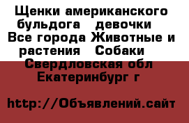 Щенки американского бульдога ( девочки) - Все города Животные и растения » Собаки   . Свердловская обл.,Екатеринбург г.